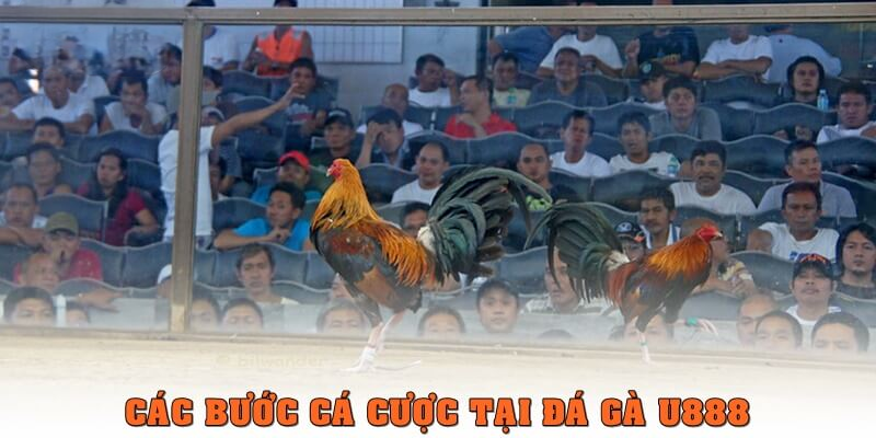 ĐÁ GÀ U888: THỎA ĐAM MÊ CÙNG CÁC CHIẾN KÊ DŨNG MÃNH